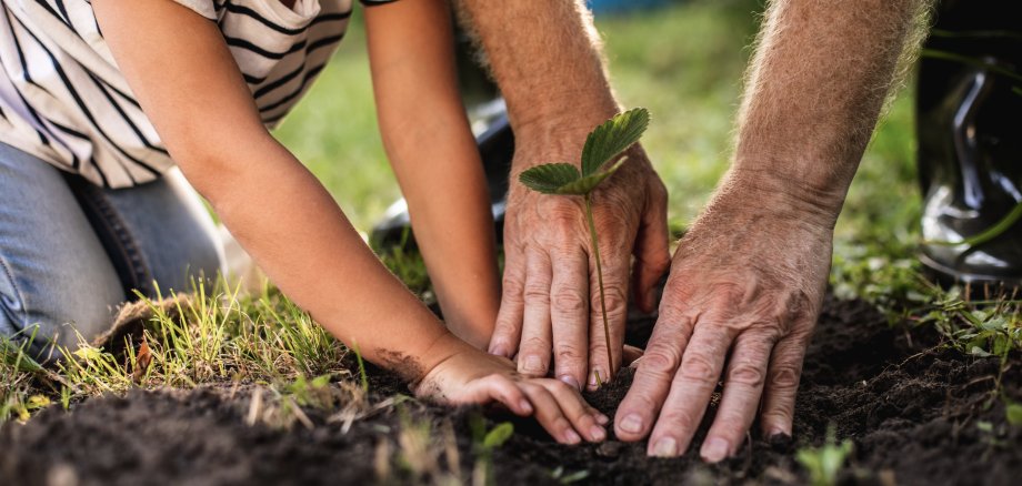 Hands of senior man with granddaughter gardening outside Hands of senior man with granddaughter gardening outside